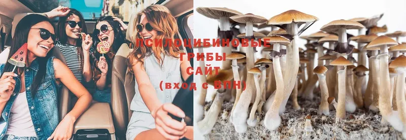 Галлюциногенные грибы Cubensis  Балашов 